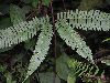 image of Pteris quadriaurita