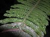 image of Pteris quadriaurita