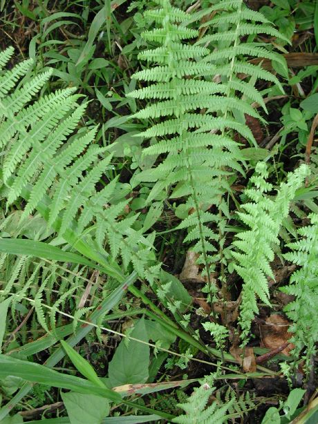 Thelypteridaceae Amauropelta amphioxypteris