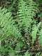 image of Amauropelta amphioxypteris
