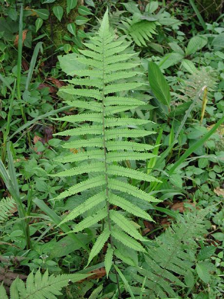 Thelypteridaceae Christella dentata