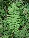 image of Christella dentata
