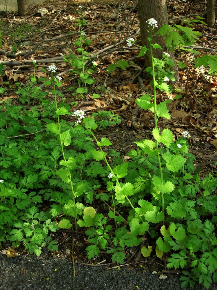 Brassicaceae Alliaria petiolata