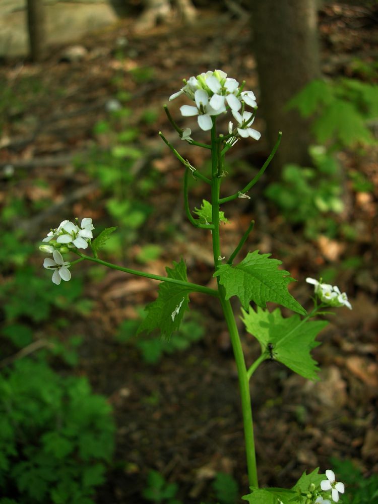 Brassicaceae Alliaria petiolata