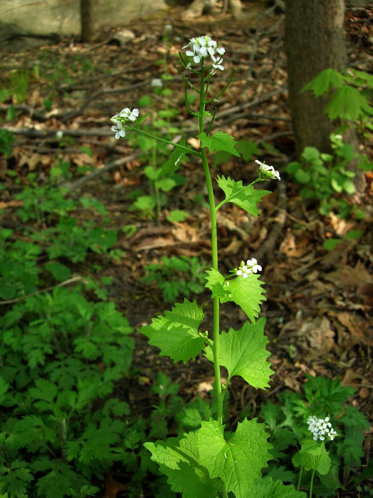 Brassicaceae Alliaria petiolata