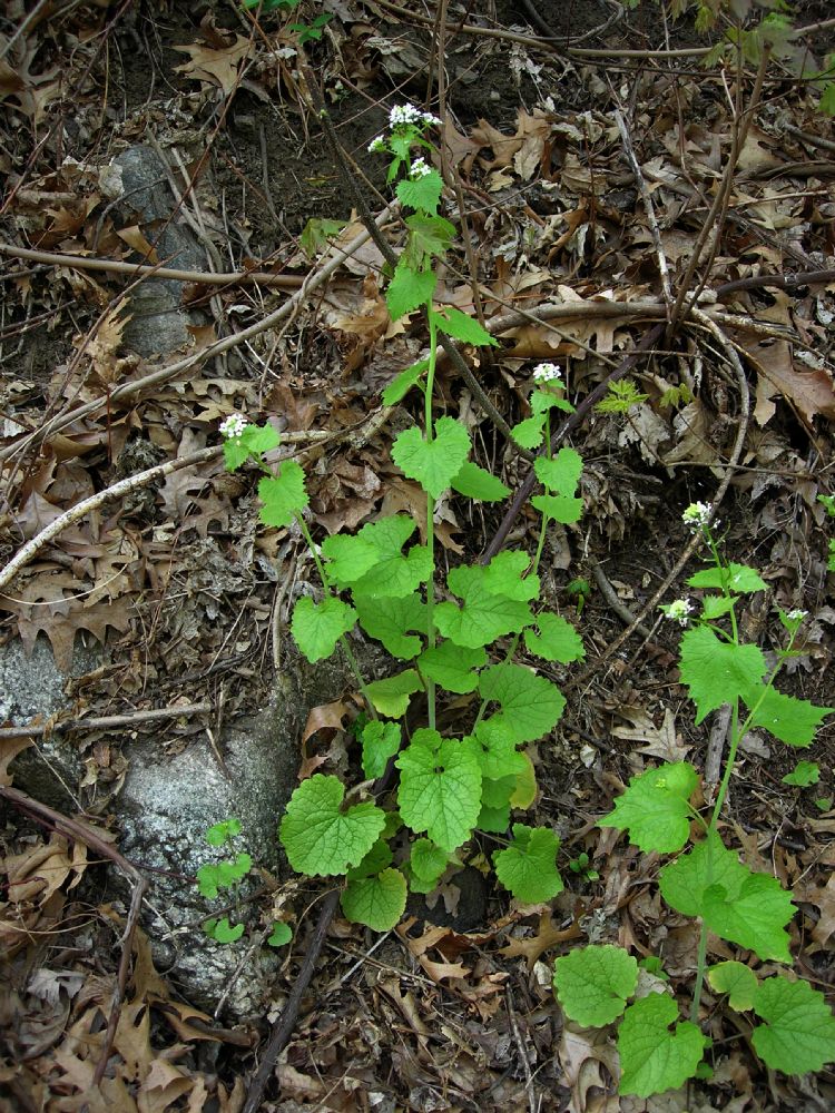 Brassicaceae Alliaria petiolata