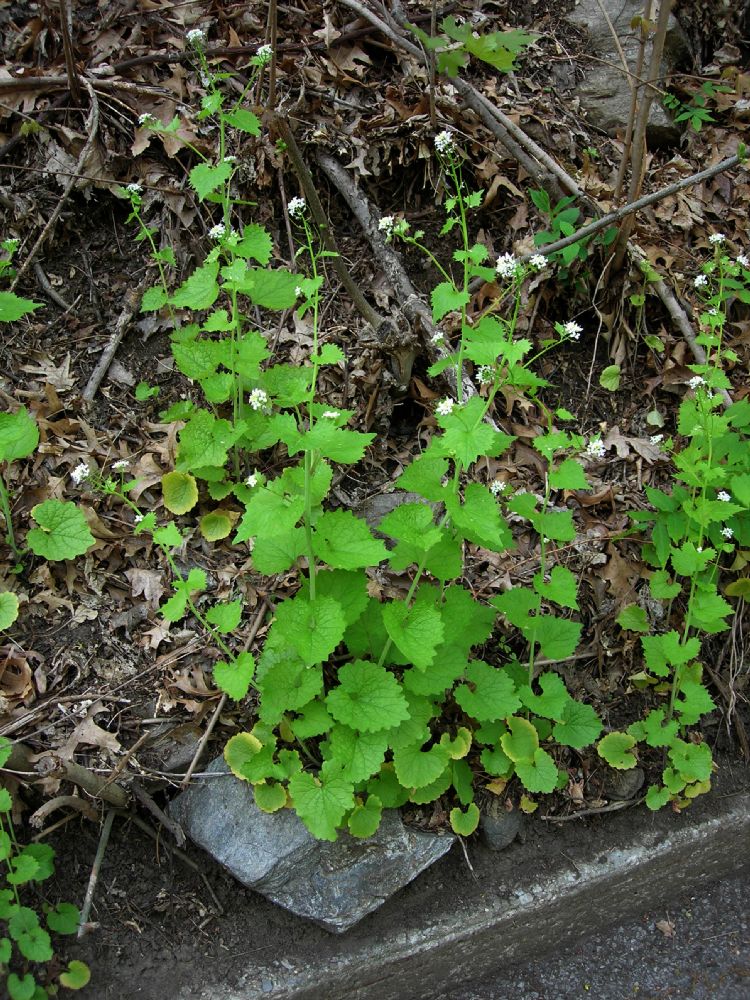 Brassicaceae Alliaria petiolata
