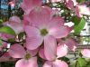 image of Cornus florida