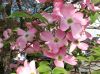 image of Cornus florida