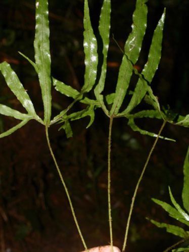 Dryopteridaceae Elaphoglossum cardenasii