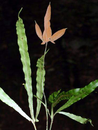 Dryopteridaceae Elaphoglossum cardenasii