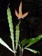 image of Elaphoglossum cardenasii