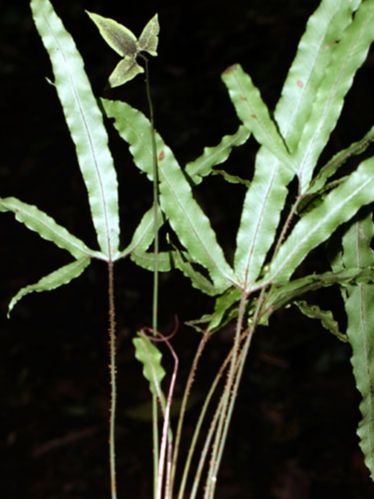 Dryopteridaceae Elaphoglossum cardenasii