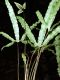 image of Elaphoglossum cardenasii
