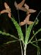 image of Elaphoglossum cardenasii