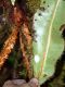 image of Elaphoglossum decoratum