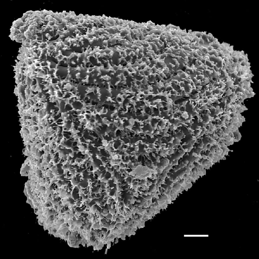 Anemiaceae Anemia elegans