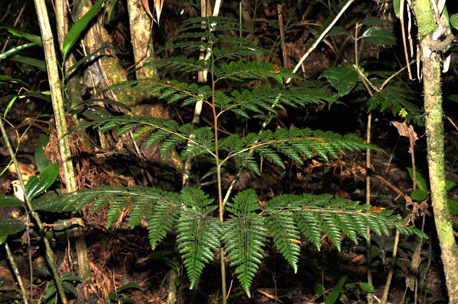 Dryopteridaceae Lastreopsis amplissima