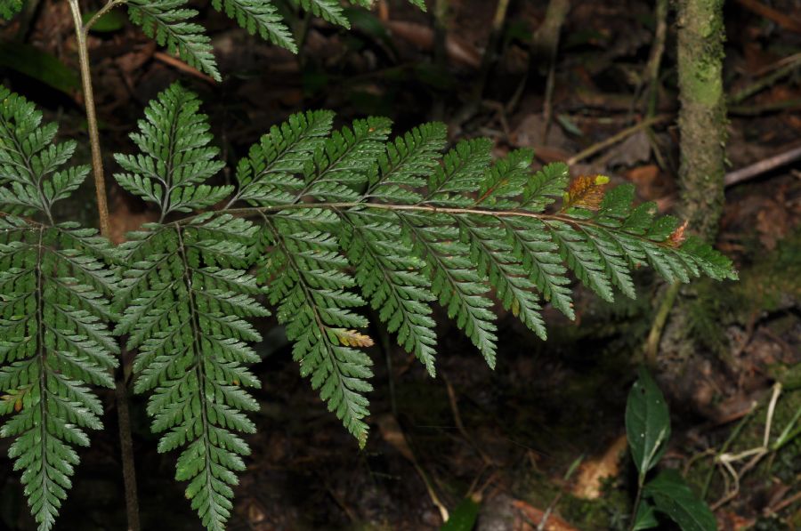 Dryopteridaceae Lastreopsis amplissima