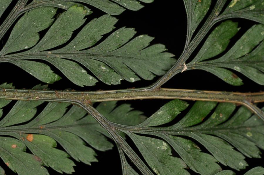 Dryopteridaceae Lastreopsis amplissima
