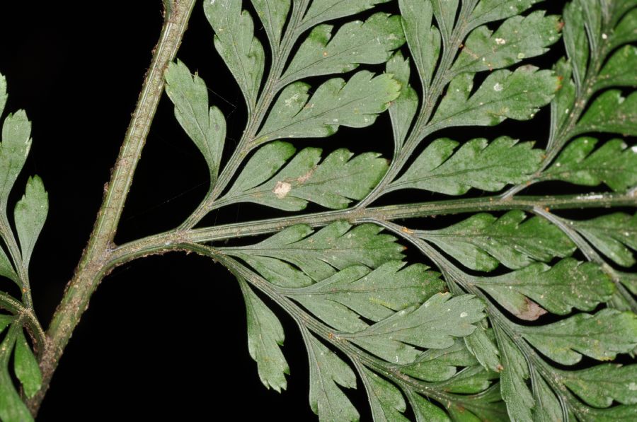 Dryopteridaceae Lastreopsis amplissima