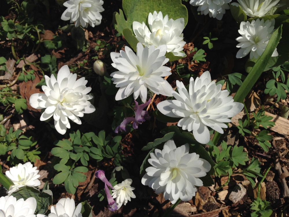 Papaveraceae Sanguinaria canadensis