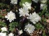 image of Sanguinaria canadensis