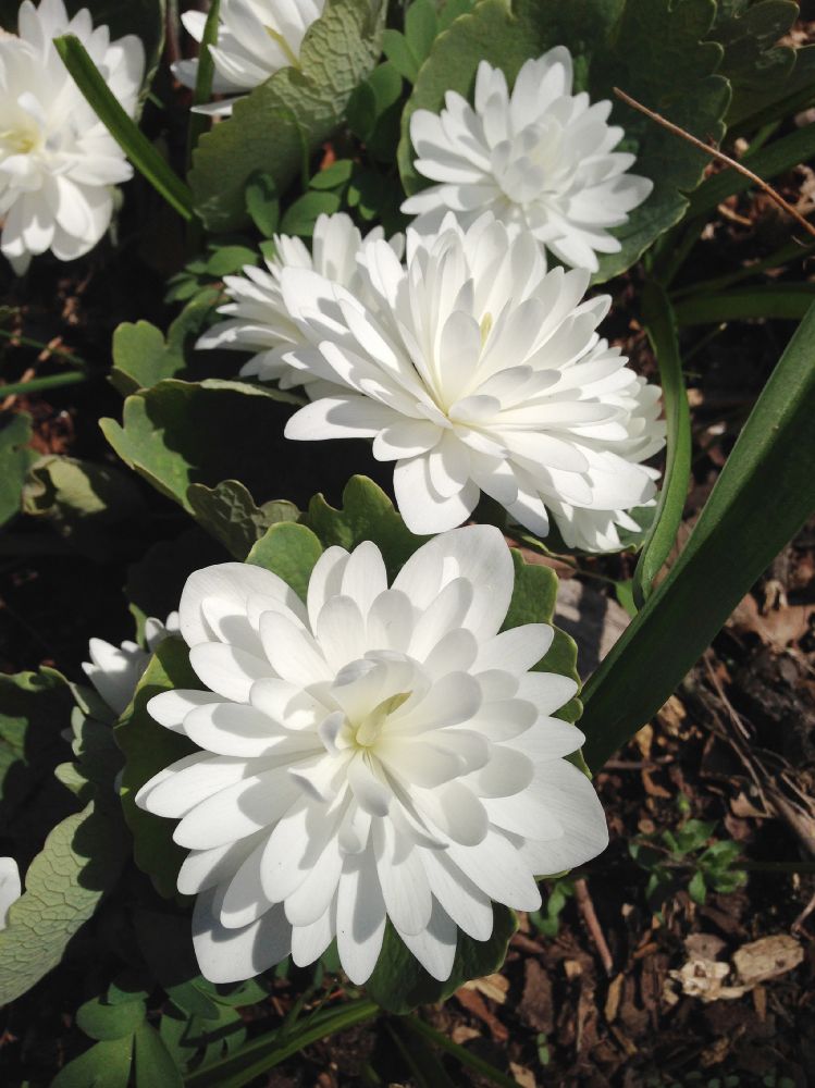 Papaveraceae Sanguinaria canadensis