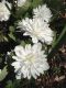 image of Sanguinaria canadensis