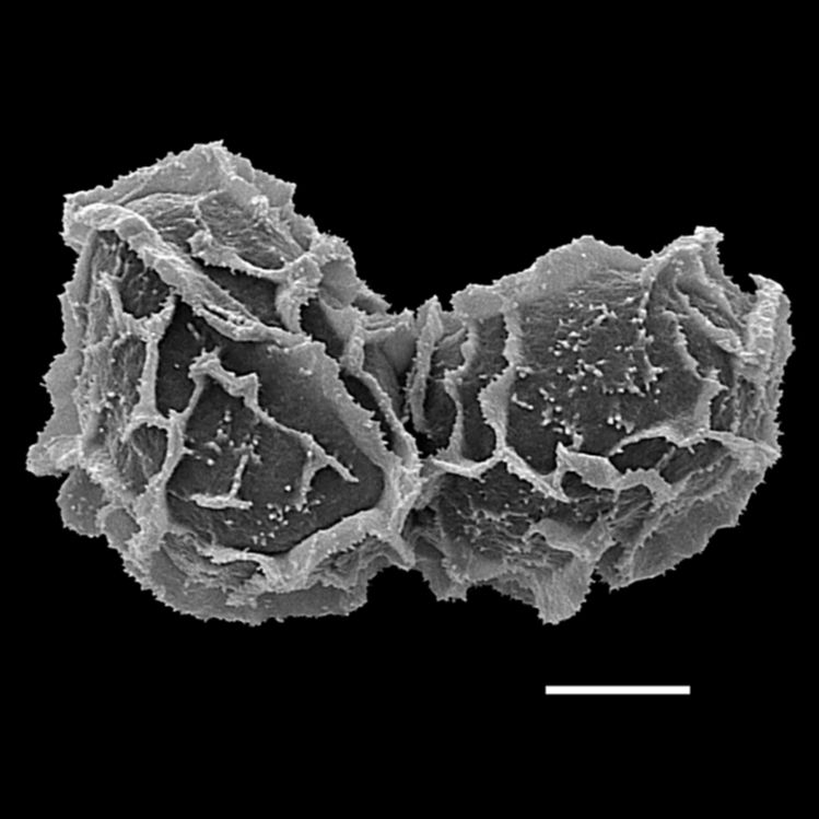 Athyriaceae Ephemeropteris palmense
