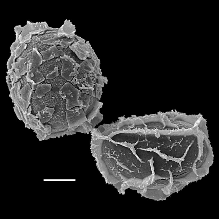 Athyriaceae Ephemeropteris palmense