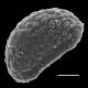 image of Davallia denticulata