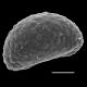 image of Davallia denticulata