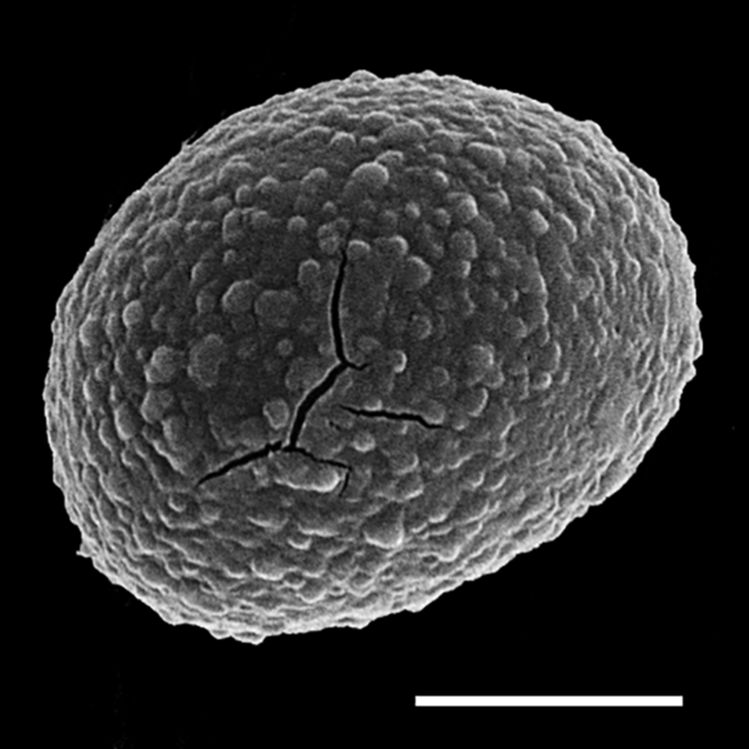 Nephrolepidaceae Nephrolepis brownii