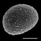 image of Nephrolepis brownii