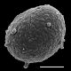 image of Nephrolepis brownii