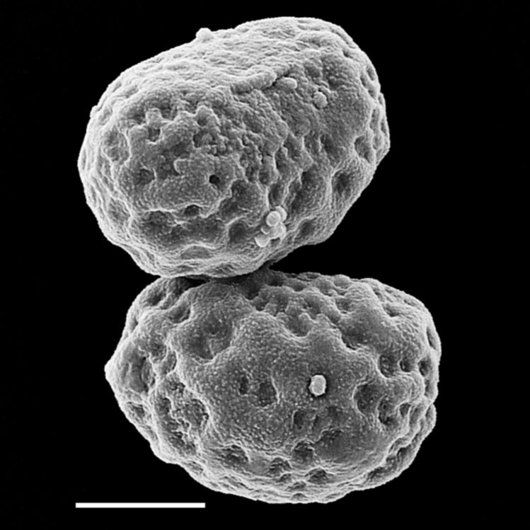 Nephrolepidaceae Nephrolepis rivularis