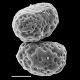 image of Nephrolepis rivularis