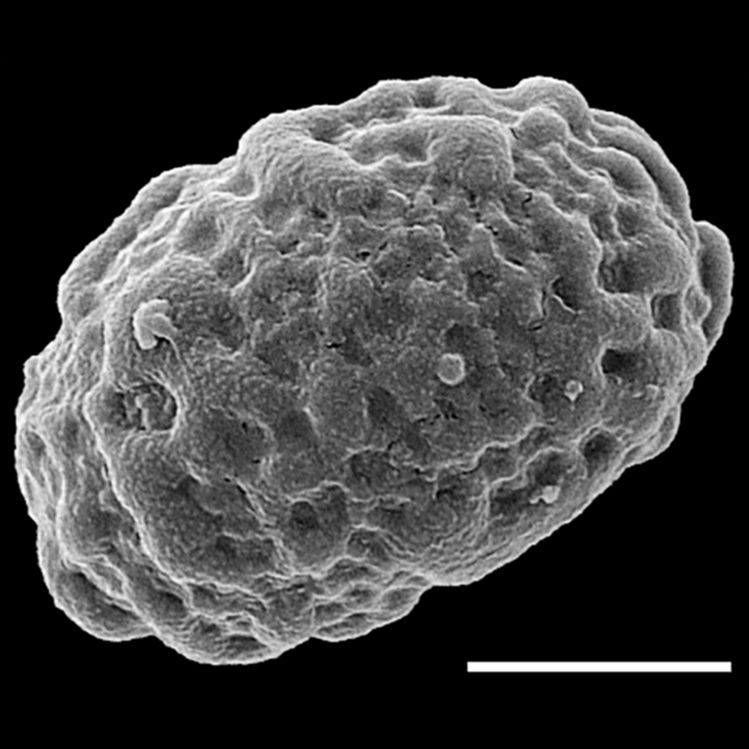 Nephrolepidaceae Nephrolepis rivularis