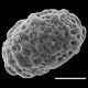 image of Nephrolepis rivularis