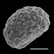 image of Nephrolepis undulata