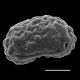 image of Nephrolepis undulata