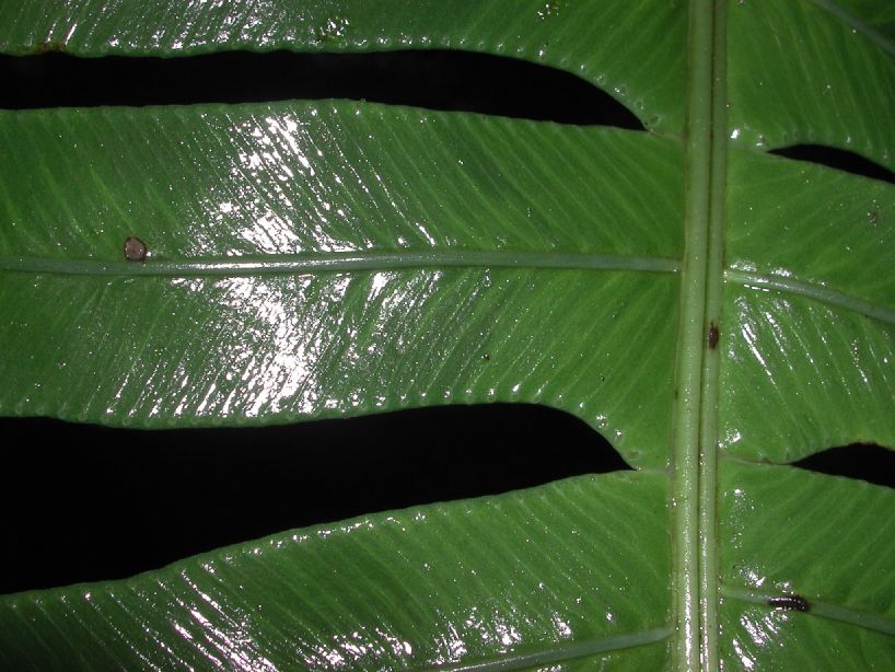 Blechnaceae Austroblechnum divergens
