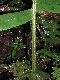image of Austroblechnum divergens