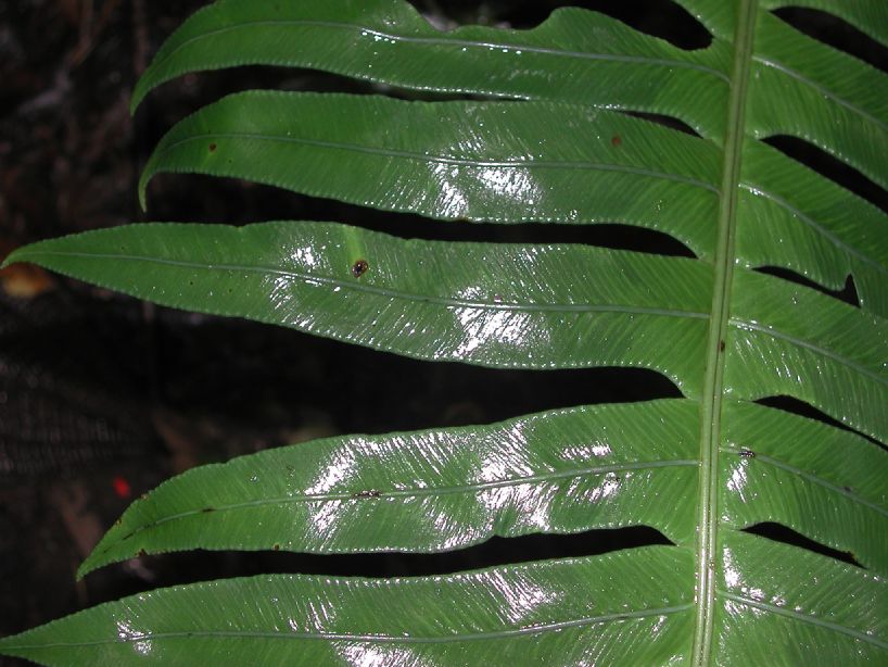 Blechnaceae Austroblechnum divergens