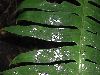 image of Austroblechnum divergens