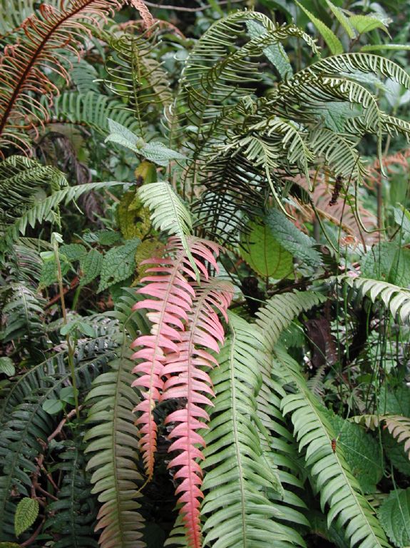 Blechnaceae Lomaridium fuscosquamosum