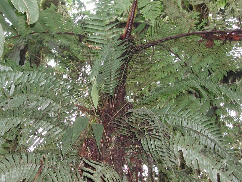 Blechnaceae Lomaridium fragile