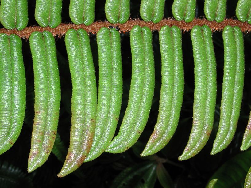 Blechnaceae Parablechnum stipitellatum