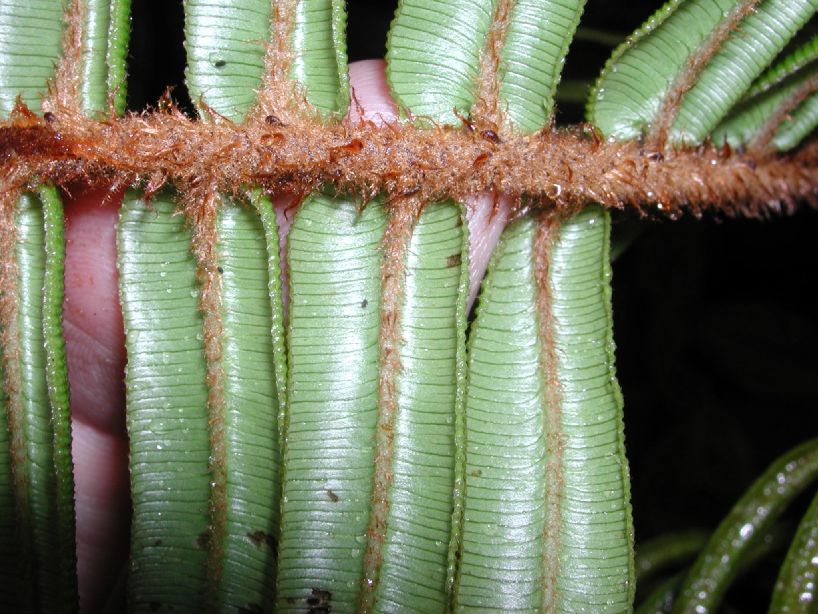 Blechnaceae Parablechnum stipitellatum